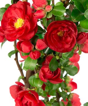 Flowering Quince Scarlet Storm