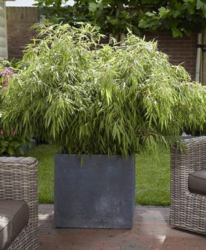 Fountain Bamboo Fargesia rufa
