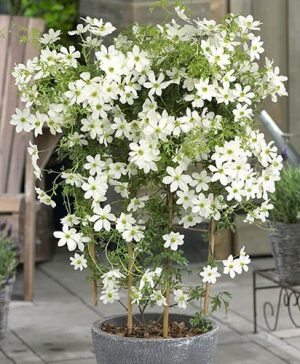 Fragrant Clematis Kimiko