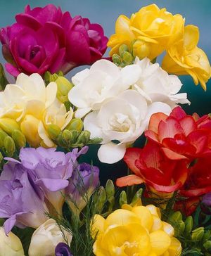 Freesias Bulb Collection