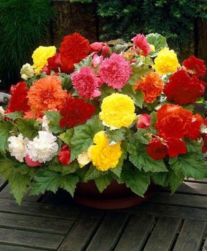 Fringed Begonia Fimbriata Mix