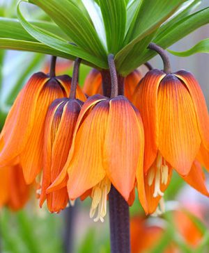 Fritillaria Orange