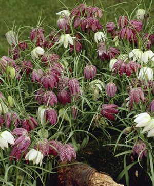 Fritillaria meleagris Mixed