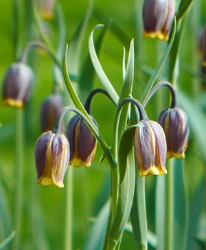 Fritillaria uva-vulpis (Foxs Grape)