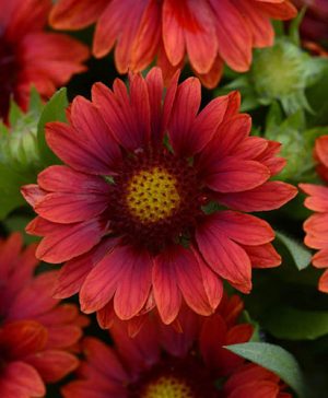 Gaillardia Mesa Red