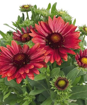 Gaillardia x grandiflora Arizona Red Shades