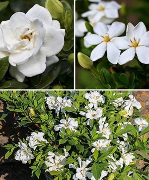 Gardenia Collection