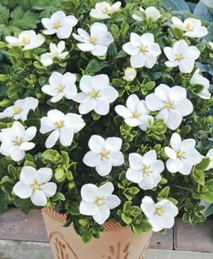 Gardenia Kleims Hardy Collection