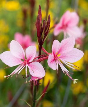 Gaura lindheimeri Siskiyou Pink