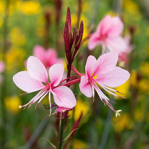 Gaura lindheimeri Siskiyou Pink