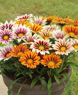 Gazania Firecracker