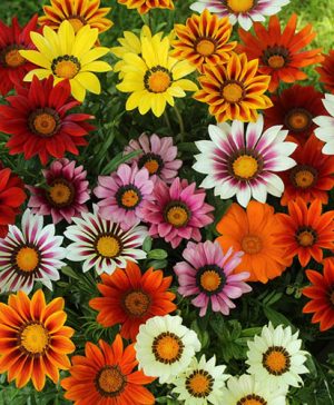 Gazania Sunrise Mix