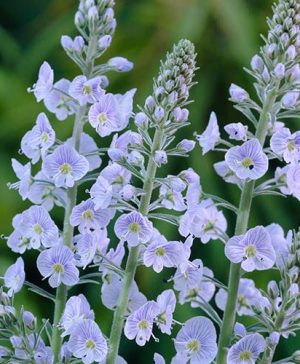 Gentian Speedwell Veronica gentianoides