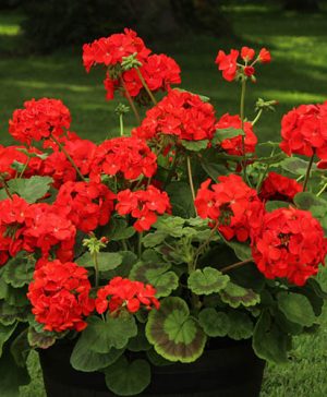 Geranium Fire Queen