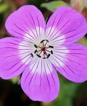 Geranium Kelly Anne Collection