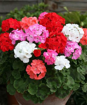 Geranium Parade