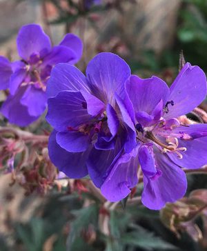 Geranium Storm Cloud