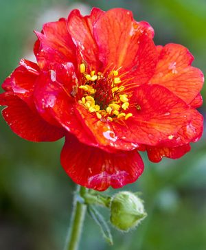 Geum Mrs Bradshaw