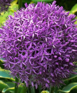 Giant Allium Globemaster -