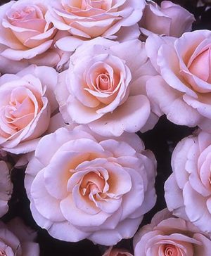 Gift Rose Mum in a Million