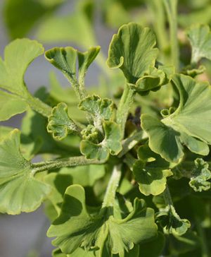 Gingko biloba - Maidenhair Tree