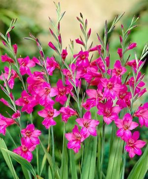 Gladiolus byzantinus