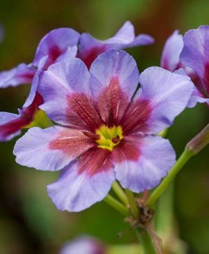 Glory of the Sun Leucoryne Andes