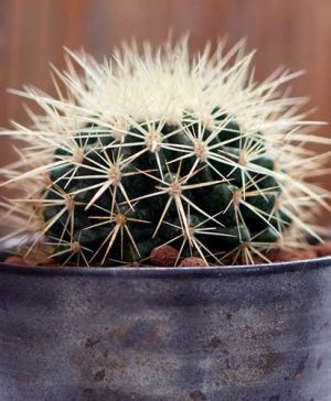 Golden Barrel Cactus Grusonii