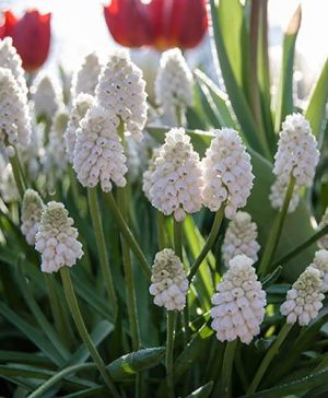 Grape Hyacinth Muscari album