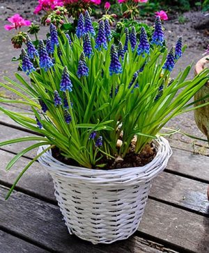 Grape Hyacinth Muscari armeniacum