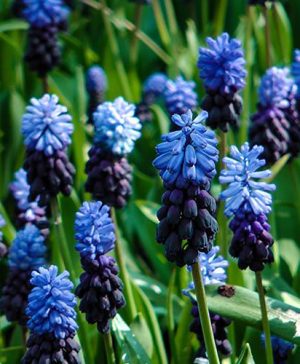 Grape Hyacinth Muscari latifolium