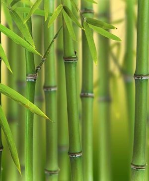 Green Bamboo Phyllostachys bissetti