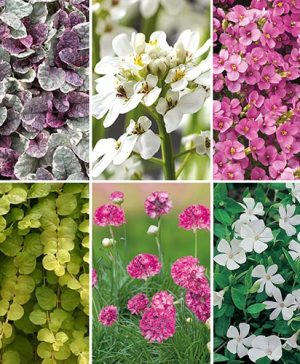 Groundcover Perennial Collection