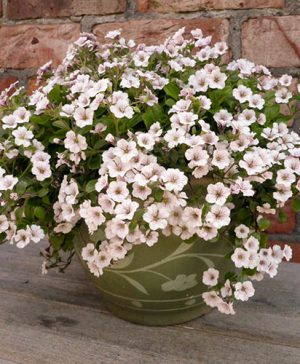 Gypsophila Pretty Maid