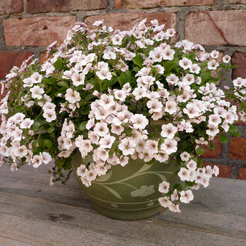 Gypsophila Pretty Maid