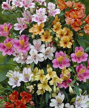 Hardy Alstroemeria Ligtu Hybrids