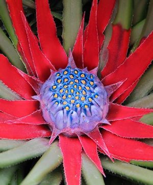 Hardy Bromeliad Fascicularia bicolour