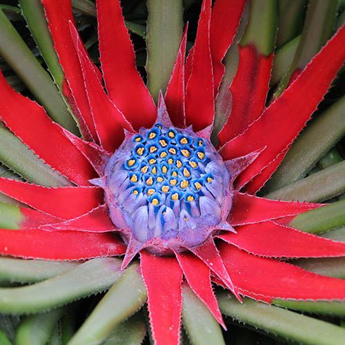Hardy Bromeliad Fascicularia bicolour