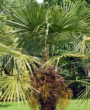Hardy Fan Palm Trachycarpus fortunei