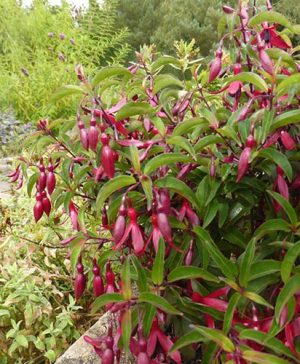 Hardy Fuchsia Dying Embers