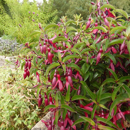 Hardy Fuchsia Dying Embers