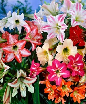 Hardy Garden Amaryllis Sonatini