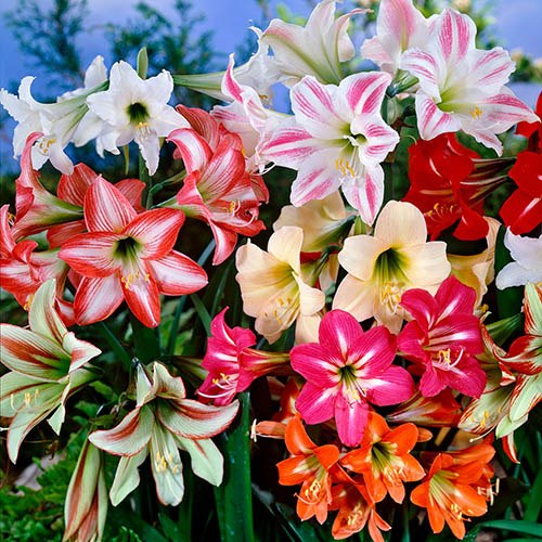 Hardy Garden Amaryllis Sonatini