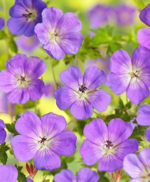 Hardy Geranium Azure Rush