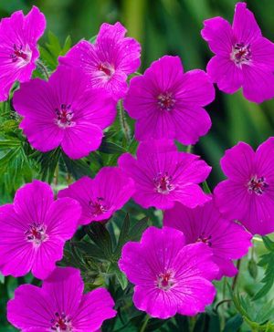 Hardy Geranium Tiny Monster Cranesbill