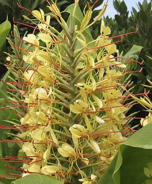 Hardy Ginger Lily - Hedychium