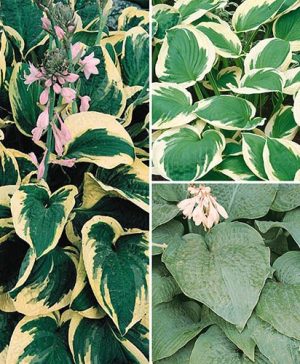 Hardy Hosta Collection
