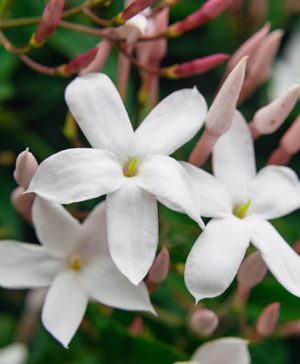 Hardy Jasmine Inverleith