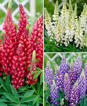 Hardy Lupin Gallery Series