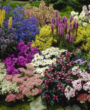 Hardy Perennial Plant Lucky Dip